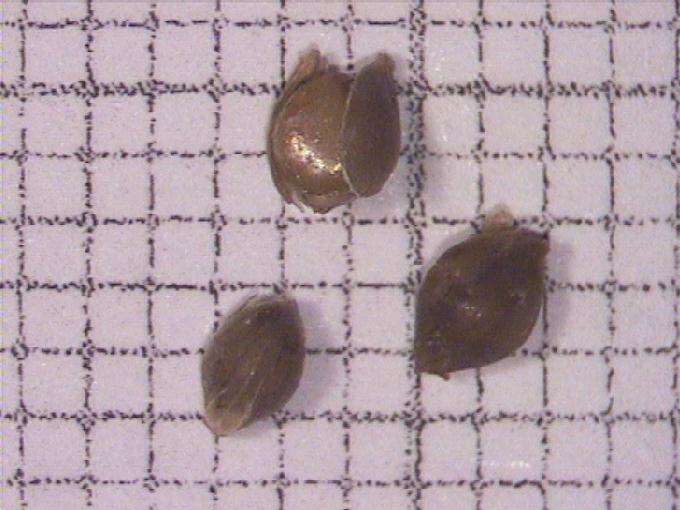 Echinochloa crus-galli (L.) Beauv.