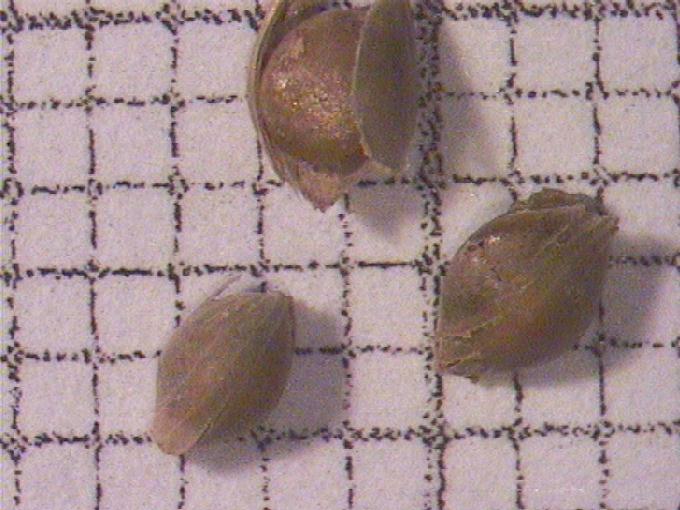 Echinochloa crus-galli (L.) Beauv.