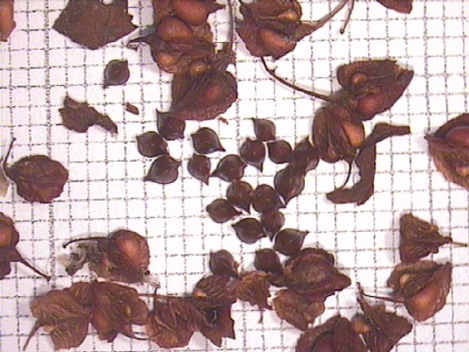 Rumex crispus L.