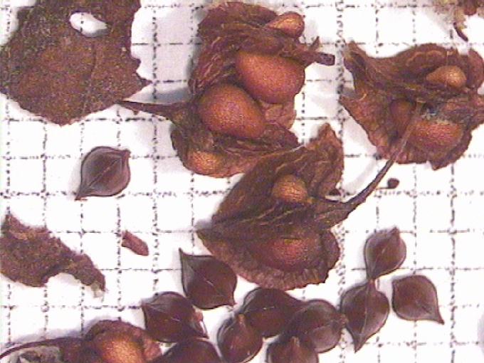 Rumex crispus L.