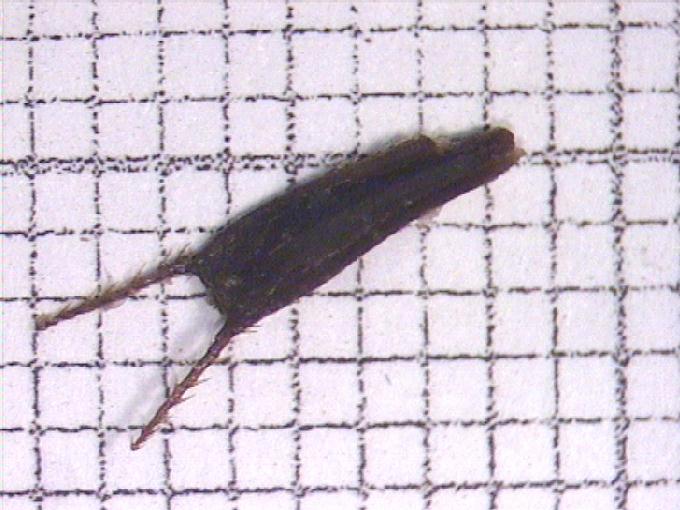 Bidens tripartita L.