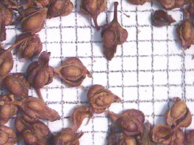 Rumex conglomeratus Murray