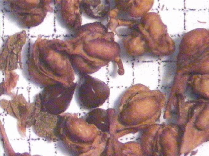 Rumex conglomeratus Murray