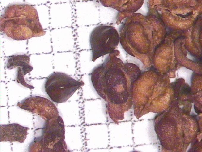 Rumex conglomeratus Murray