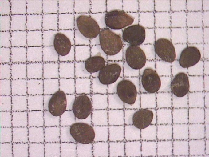 Eleocharis palustris (L.) Roem. et Schult.