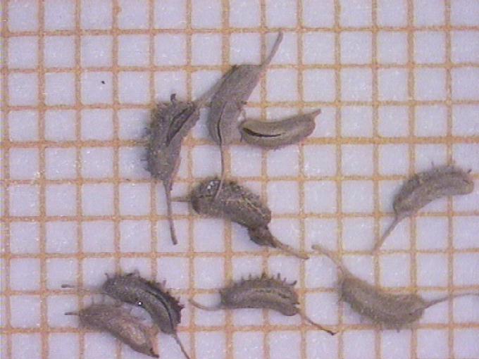 Zannichellia palustris L.