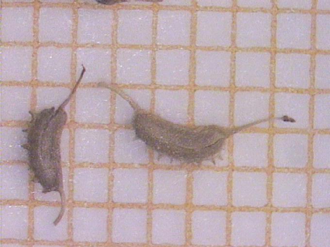 Zannichellia palustris L.