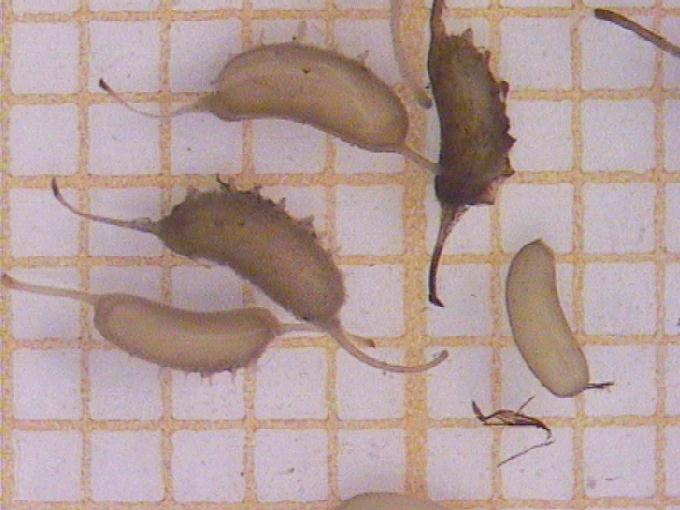 Zannichellia palustris L.
