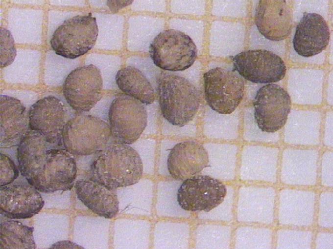 Ranunculus trichophyllus Chaix