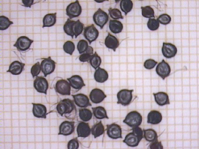 Polygonum lapathifolium L.