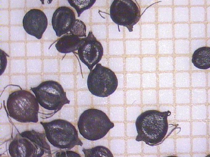Polygonum lapathifolium L.