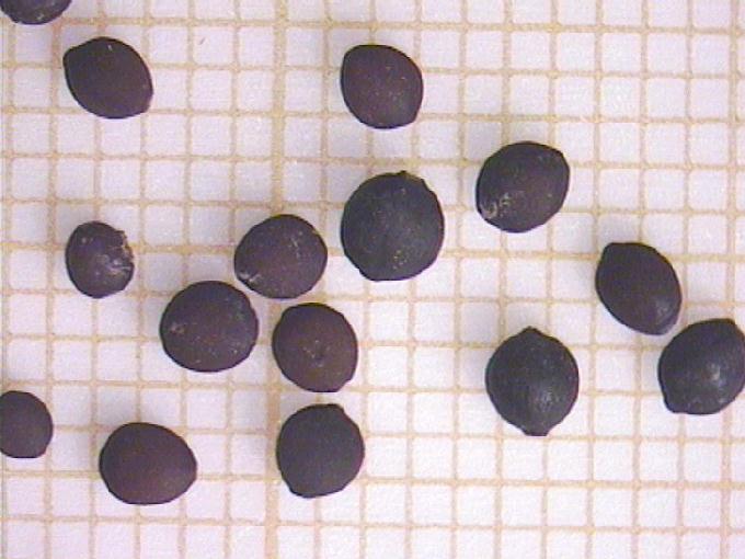 Polygonum amphibium L.