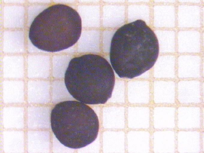 Polygonum amphibium L.