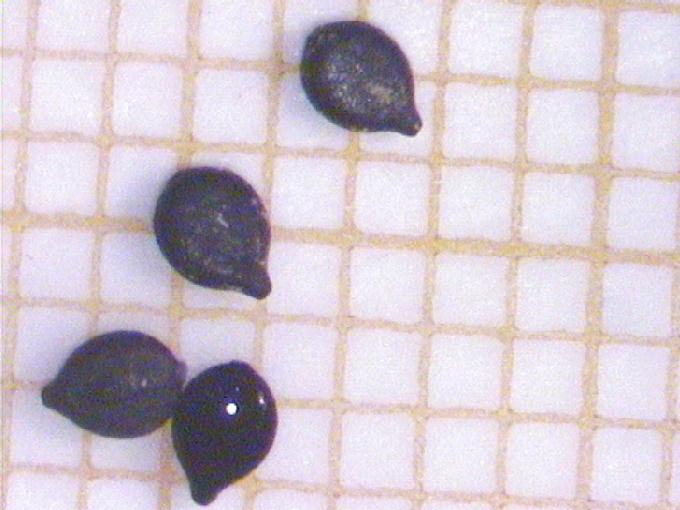 Polygonum minus Huds.