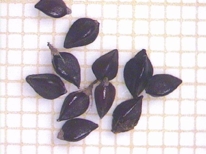 Polygonum aviculare L.