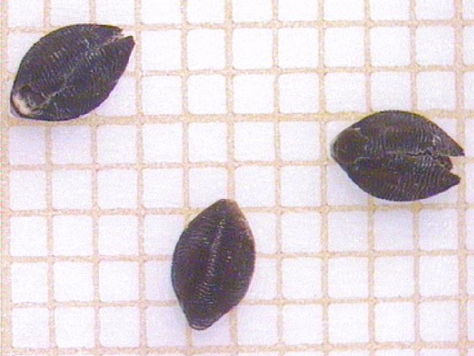 Setaria pumila (Poiret) Roem. et Schult.