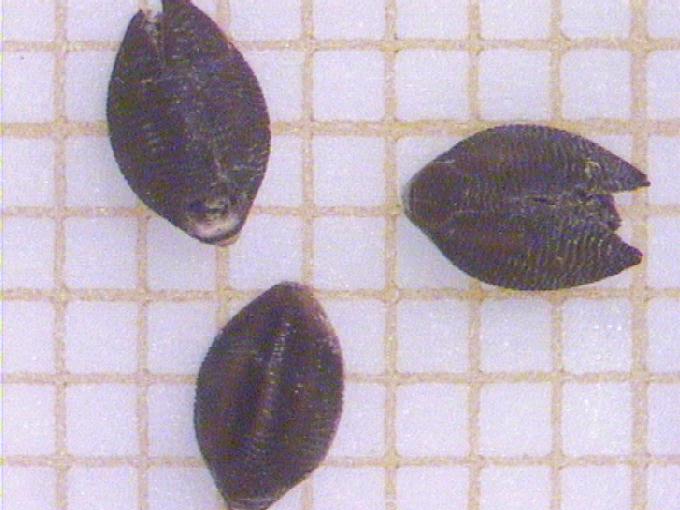 Setaria pumila (Poiret) Roem. et Schult.