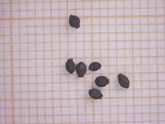 Cladium mariscus (L.) Pohl