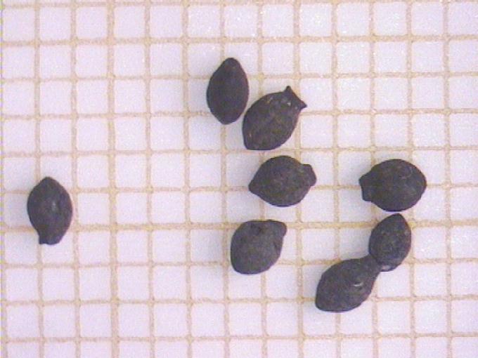 Cladium mariscus (L.) Pohl
