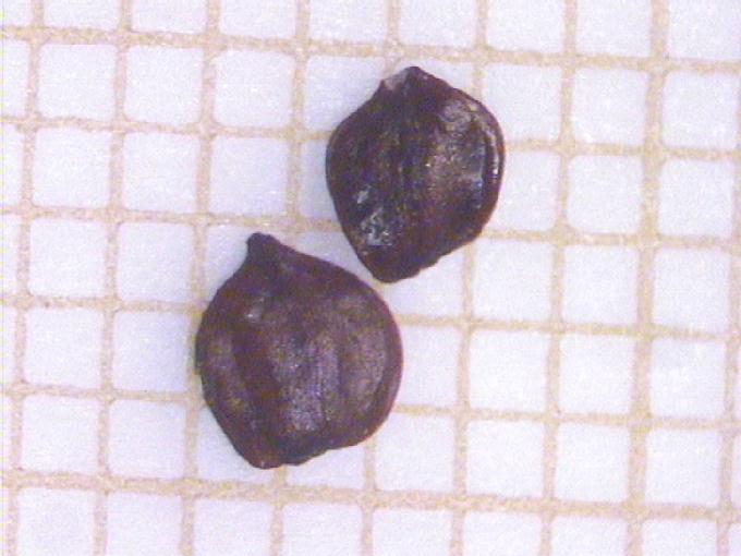 Alnus glutinosa (L.) Gaertn.