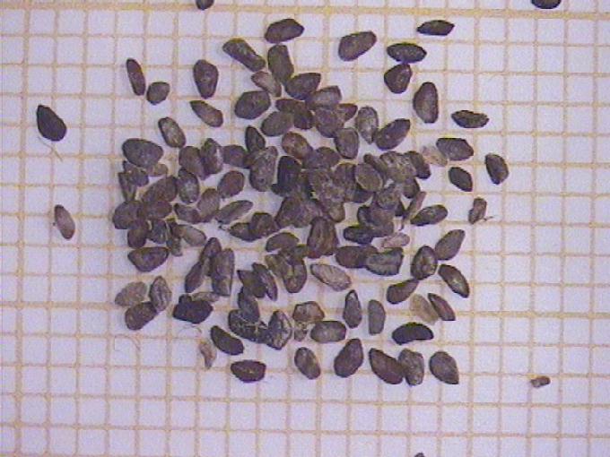 Plantago major L.