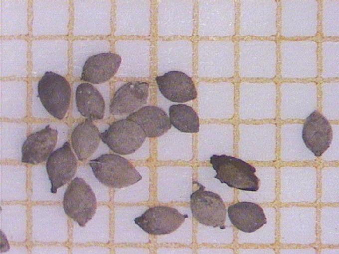 Urtica dioica L.