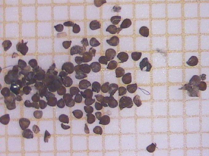 Spergularia marina (L.) Besser