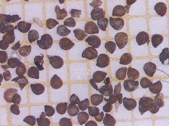 Spergularia marina (L.) Besser