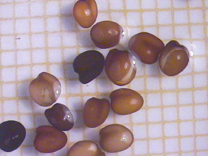 Trifolium pratense L.
