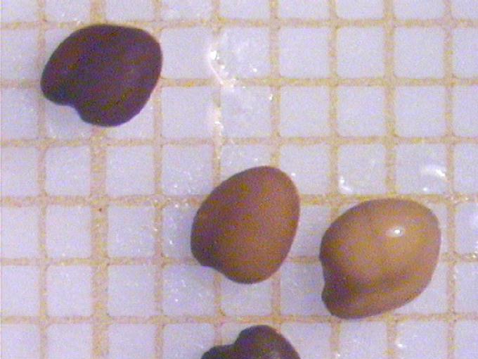 Trifolium pratense L.