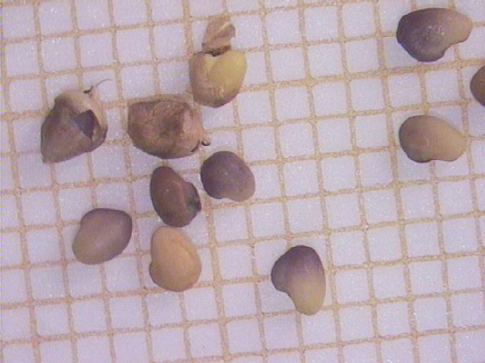 Trifolium pratense L.