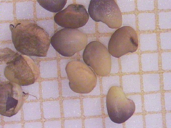 Trifolium pratense L.
