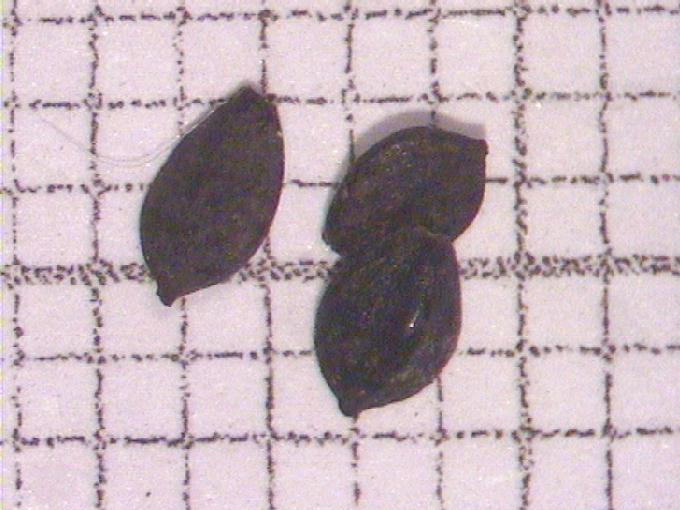 Scirpus lacustris L.