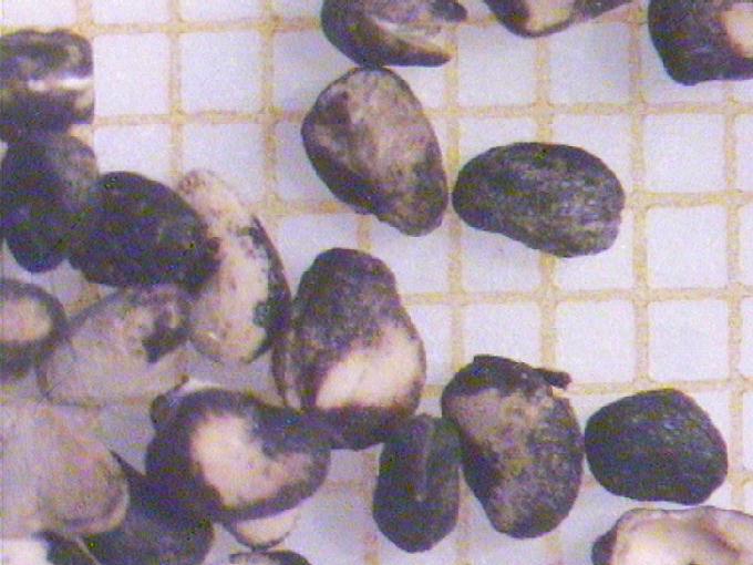 Potentilla anserina L.