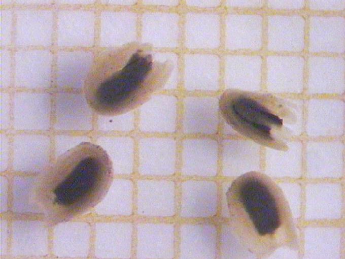 Alisma plantago-aquatica L.