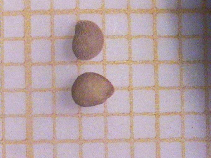 Solanum dulcamara L.