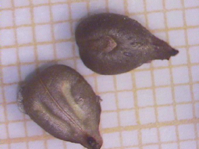 Vitis vinifera L.