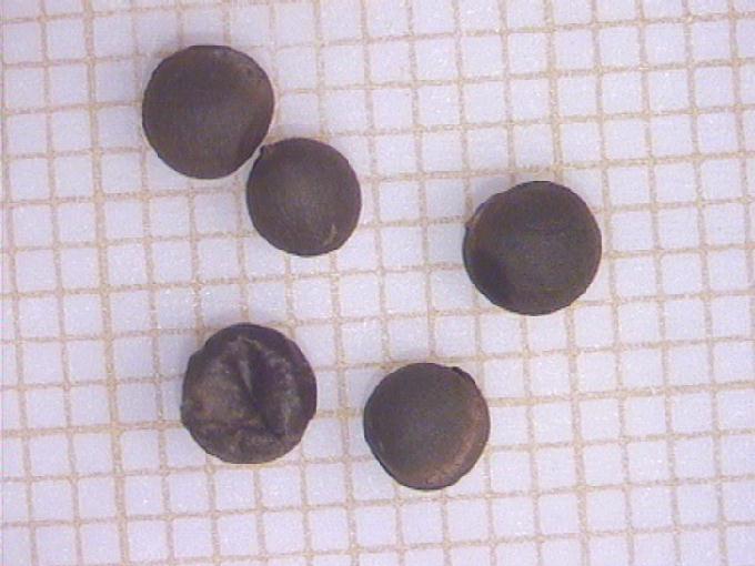 Tamus communis L.