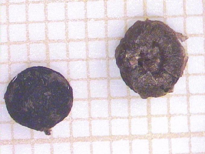 Rubia peregrina L.