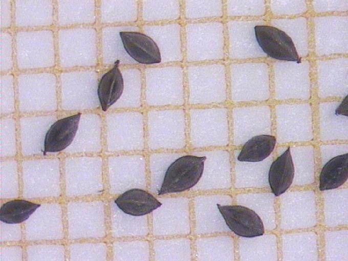 Rumex maritimus L.