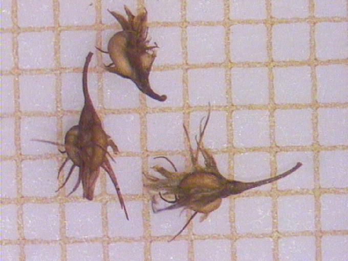 Rumex palustris Smith