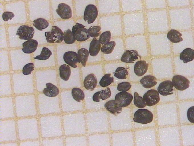 Rorippa sp.