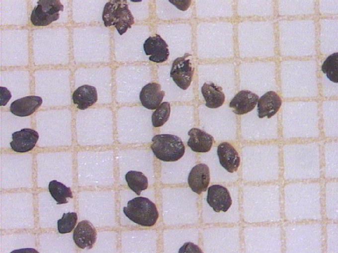 Rorippa sp.