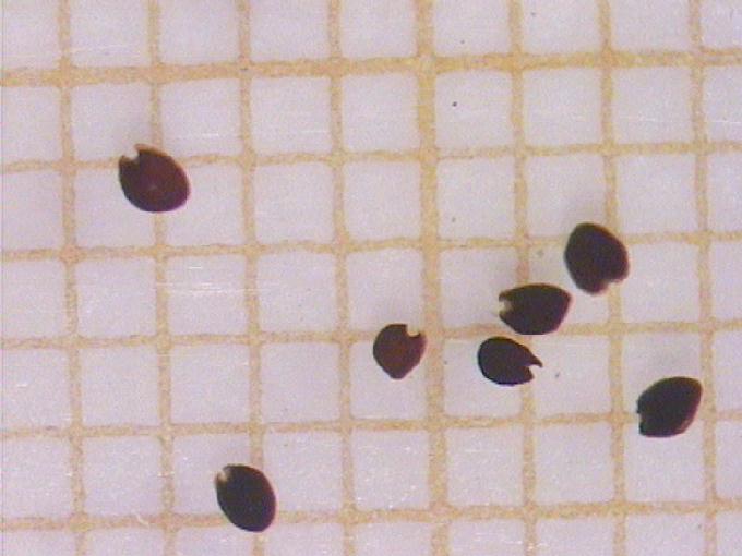 Rorippa sp.