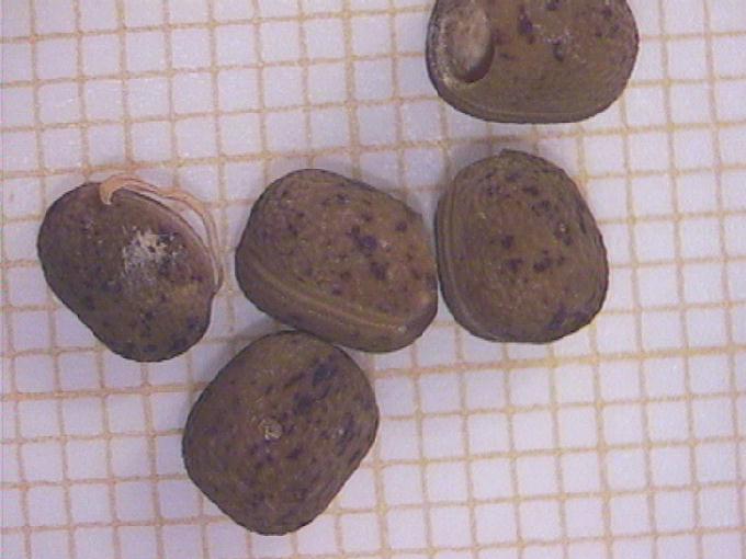 Lathyrus latifolius L.