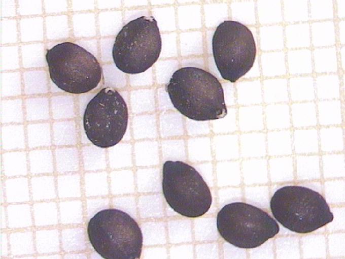 Salvia officinalis L.