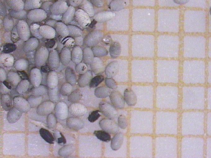 Charophyceae
