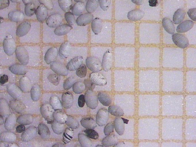 Charophyceae