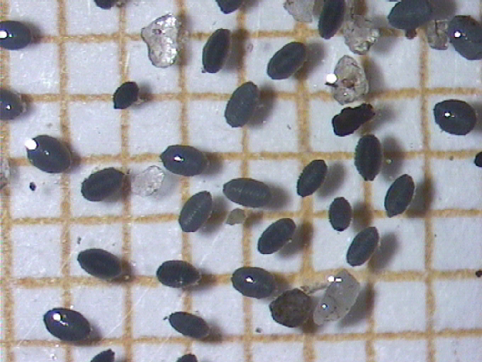 Charophyceae
