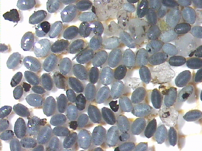 Charophyceae
